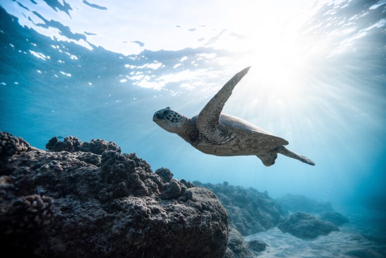 visit Cairns and the Great Barrier Reef