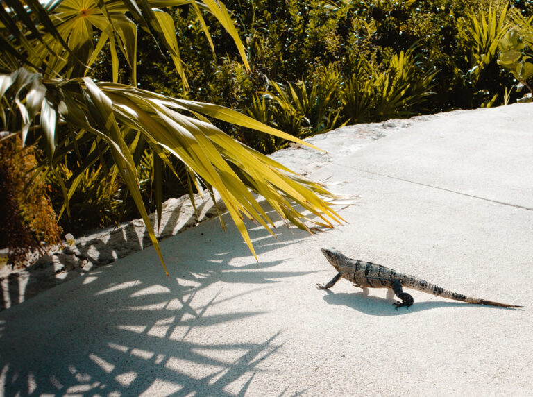 Hiking in the Caribbean