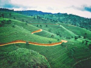 Colombo-Sri-Lanka-Tea-plantation-Sri-Lanka-Photo-credit-jaromir-kavan-i9eaAR4dWi8-unsplash