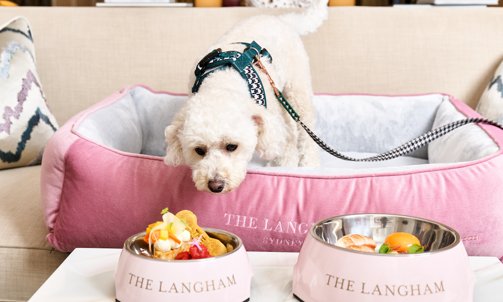 pet-friendly hotels