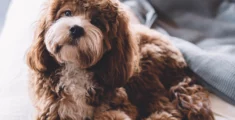 Furry friends welcome: Lux Nomade’s roundup of luxury pet-friendly hotels