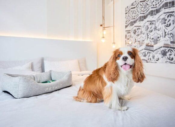 pet-friendly hotels