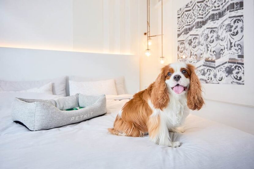 pet-friendly hotels