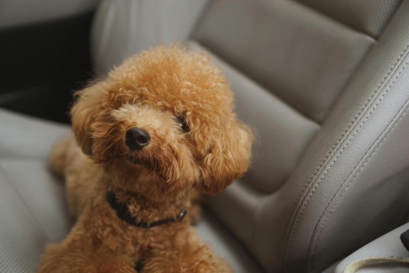 Pet Airline Expert Reveals 6 Things You Should Know Before Flying Pets In-Cabin travel with dog