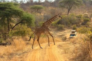 Luxury Travel in Africa 2026