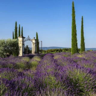 Wine and lavendar in new spa treatments! When hearing the word ‘Provence’, most people get associations to purple lavendar fields and vineyards. Combining those and you get a new wellness concept ‘Vinotheraphy and Lavendar Theraphy’. The Domaine’s Female Winemaker, Aurélie Julien, And Female Spa Director, Cécile Gusman, has joined forces to create these new Therapeutic Spa Treatments available at @coquillade_provence